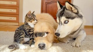 After the Husky came to my house, I almost annoyed these two brothers