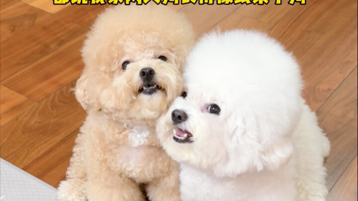 Apakah ini anjing yang sepertinya baru saja keluar dari sebuah meme?