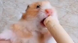 Hamster: Show everyone a three-mouthed, one-intestine