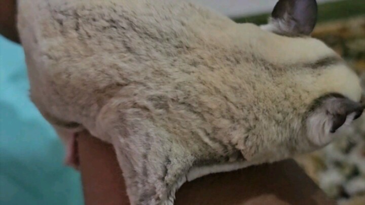 SUGAR GLIDER PLATINUM