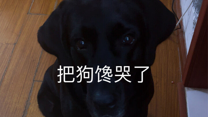 Made the dog cry with hunger #BlackTrashCan #LabradorJerry #PoorDogOwner #GreedyDog