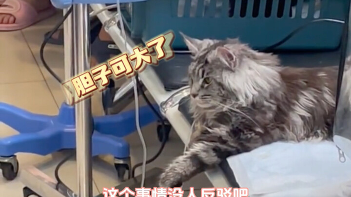 Cat: No need to worry, I’ll do it myself!