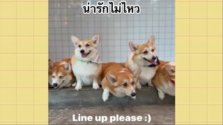 เพื่อนตัวน้อย สัตว์เลี้ยงแสนซน : น่ารักไม่ไหว