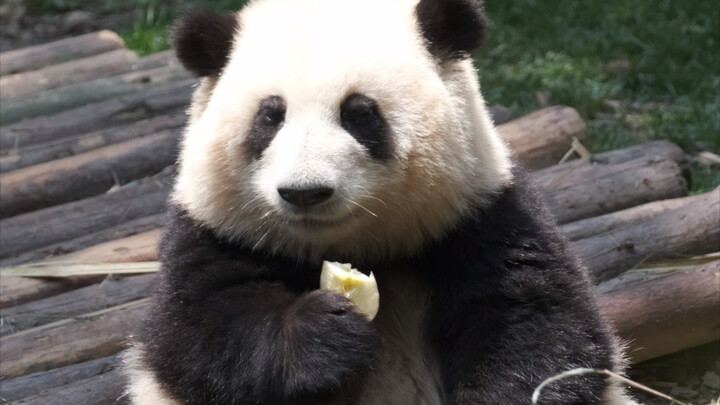 The differences between these two pandas are quite significant.