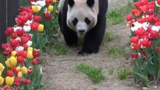 My heart aches for Ai Bao for a second—his little garden, which has always been so cherished, has be