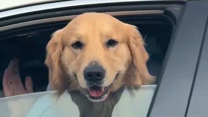 Seorang perempuan di jalan memanggil seekor anjing golden retriever yang tidak dikenalnya, ternyata 