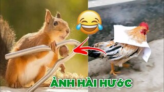 Ảnh chế: Sóc sử dụng dụng cụ hỗ trợ - Ảnh chế hài hước😂