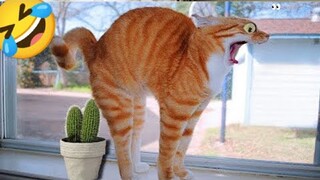 funny animal videos cats and dogs 2023😂🐕😹