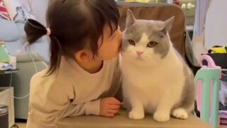 No One Can Refuse A Cat | Cute Cats Video Compilation