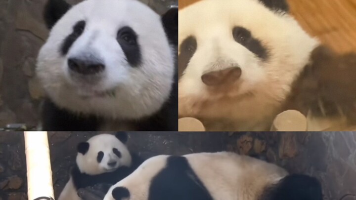 Watch it all at once and you’ll be hooked! A complete look at Hua Hua from cub to adult—so cute in t