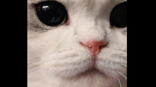 Penampilan kucing yang mengeluarkan gelembung ingus itu terlalu lucu!!