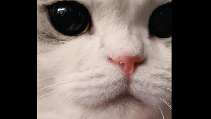 Penampilan kucing yang mengeluarkan gelembung ingus itu terlalu lucu!!