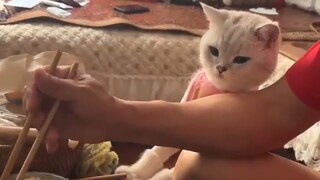 Mở bữa ăn rồi, nhưng không phải tôi