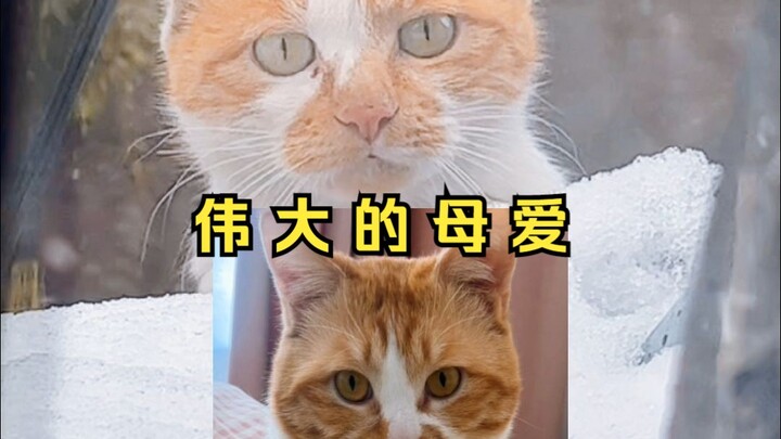 Meet Little Orange's Mom Episode 1 | The adopted Little Orange saw his stray mom. From that day on, 