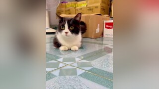 Mọi người nghĩ saoooo mèo cat