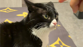 Cow cat is really mean 2