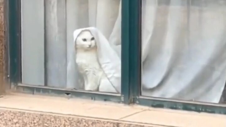 لا تحتاج أن تكون طبيعيًا جدًا عندما تكون قطًّا