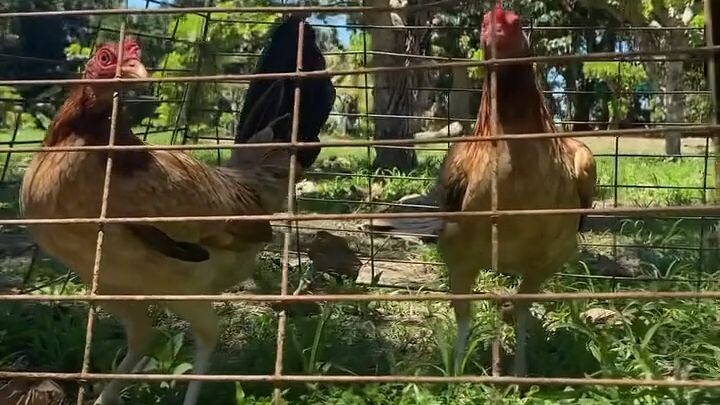 BOSTON MILLIONAIRE PULLETS || ENG Ragamak GF