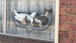 猫：冒昧的家伙