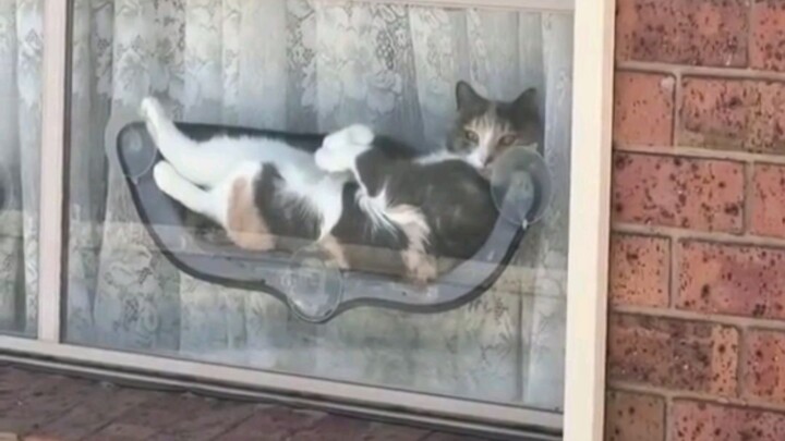 Kucing: Si Kurang Ajar