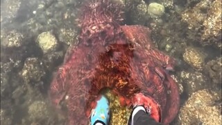 When you meet a big ocean puppy