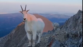 Climbers encounter two curious snow sheep