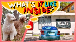 Poodles Booked a Pet Friendly AirBnB | Ozark Diner Baguio Mini Walk-thru | The Poodle Mom