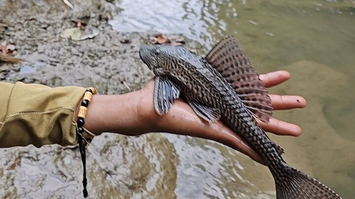 Janitor Fish