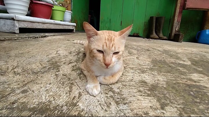 Suara Kucing Minta makan