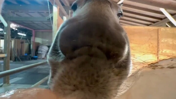 أنت الملح، أنت لحس
