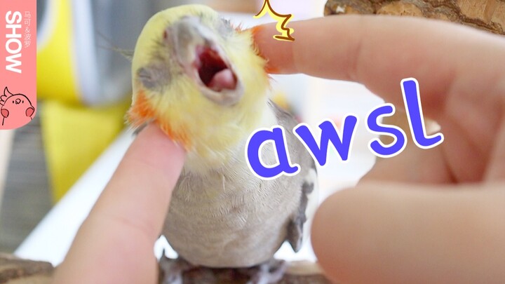 Memberikan senam mata untuk si burung beo kecil yang imut dan menggemaskan~ Wajib ditonton oleh para