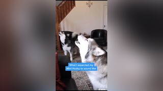 Klee Kai: Expectations vs Realty ilooklike husky kleekai singing #