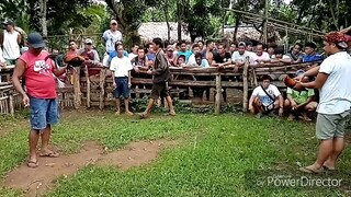 10 months old na alimbuyogin vs 2 yrs old na  mayahin. Lamang talaga ang magulang. Magandang laban