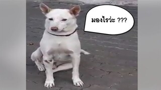 รวมมิตรสัตว์โลกกวนตีน (คลิปตลก ฮาๆ ไทย) #แกล้งหมาแกล้งแมว