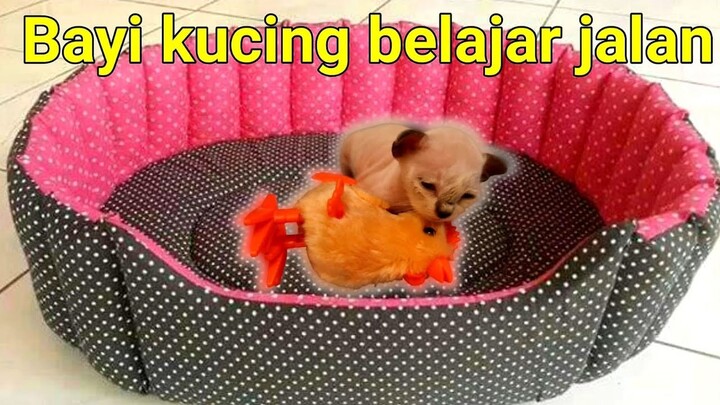 Bayi Kucing Belajar Jalan ❤️ Kucing Hanum - Miss Cemplon