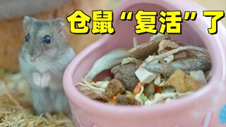 A mansion was given to a hamster in the kindergarten, and it turned out to be exactly the same as th