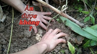 CỦ KHÔNG TÊN CHĂN TRÂU - Món Ăn Ngon Mỗi Ngày || Huy Miền Núi.