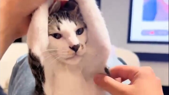 Cat: Bullying a cat?