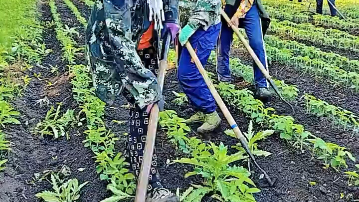 The Top Dog in the Tilling Industry