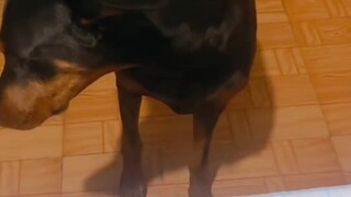 妹妹你这冤枉钱花太多了 你找哥哥能给你整一窝