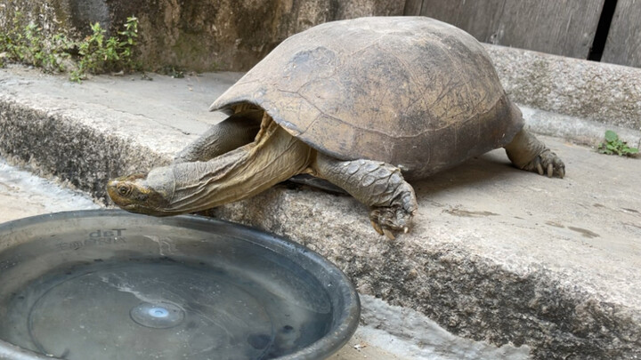 Really Old Turtle Drinking Water