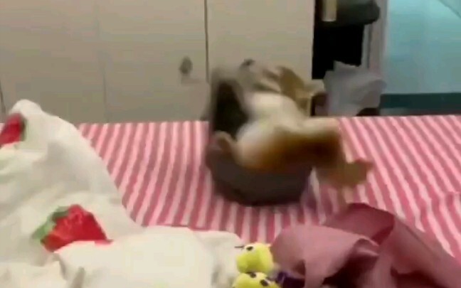 شيبا إينو: تفضّل! هذه الملابس التي سأغسلها اليوم.