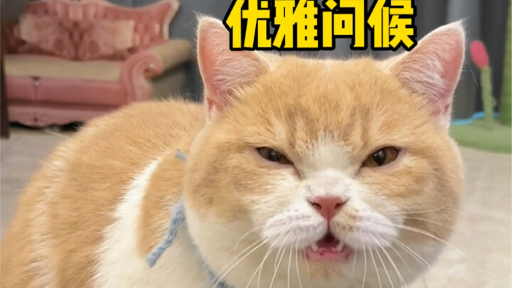 How to Deal with a Cat That Curses!