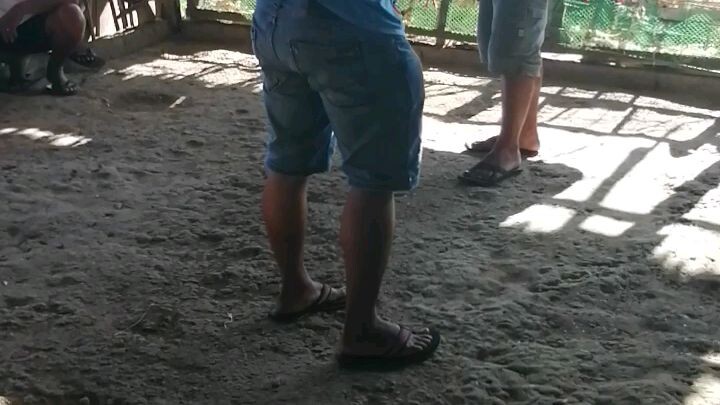 1st win old bloodline hatch