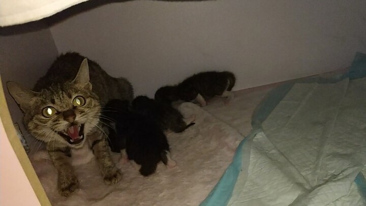 The tabby cat who just gave birth has become so warm and gentle!