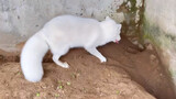 【Animal Circle】Check out treasures 2m deep in fox burrow