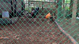 Breeding pen#01