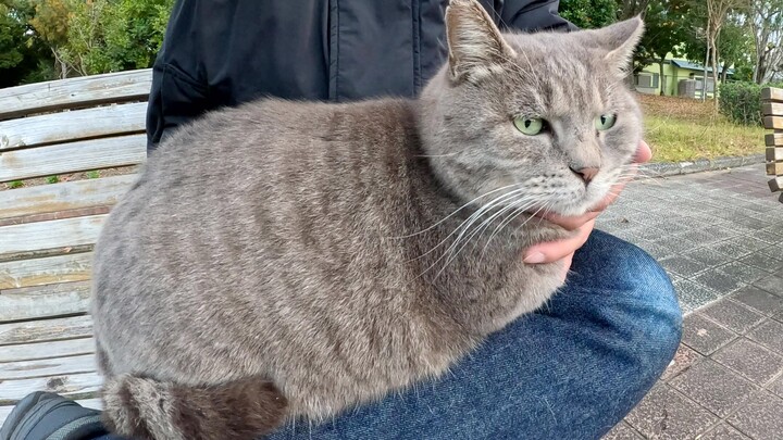 Saat aku duduk di bangku, seekor kucing abu-abu gemuk memanjat ke pangkuanku untuk menghangatkan dir