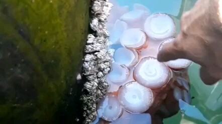 摸摸鱿鱼吸盘