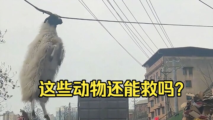 Can these animals still be saved?